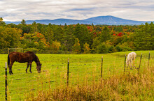 Two Horses In Green Pasture On A Fall Afternoon In Vermont  
