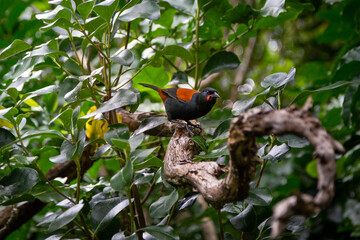 Wall Mural - North Island Saddleback (Philesturnus Rufusater), native to New Zealand, on the branch of a tree.