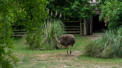 Poster - Ostrich in captivity full of vegetation in its environment.