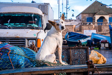 White Dog Sitting On Fishing Net In Back Of Old Rustic Pickup Truck Bed At Harbor, Dog Looking Around