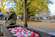 茨城県西蓮寺の菊といちょうの浮いた手水舎