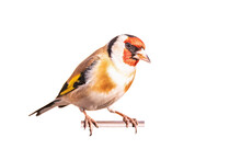 Closeup Shot Of A Goldfinch Isolated On A White Background