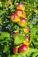 Bunch of Apple Fruits on Tree; Garden Plant