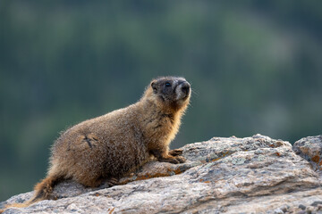 Wall Mural - Young Marmot Perched on Smooth Rock