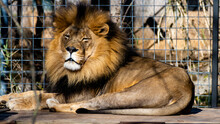 Male Lion Resting At The Local Zoo