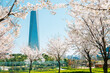 Songdo Central Park with cherry blossom in Incheon, Korea
