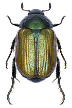 Anomala Dubia Beetle Specimen