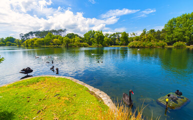 Lakeside Scenery at Western Springs Park, Auckland New Zealand; Black Swans and Ducks Habitat