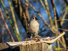 Tufted Titmouse In Knoxville, Tennessee