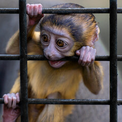 Poster - Cute small monkey infant on a cage in the zoo