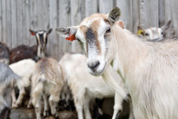 Wall Mural - Closeup of a herd of goats on a farm in the daylight in Norway