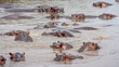 Closeup of hippopotamuses in a dirty lake under the sunlight in Tanzania