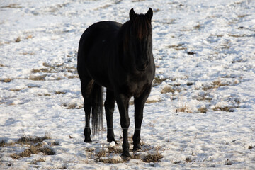 Wall Mural - Black horse on a snow-covered field in the countryside