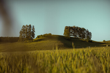 Sticker - Beautiful view of a yellow field with a green hill against a light blue sky