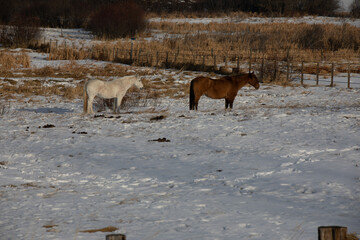 Wall Mural - Couple of horses on a snow-covered field in the countryside