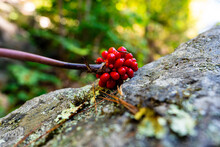 Closeup Of Wild Red Berries On A Rock