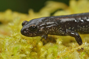 Canvas Print - Facial closeup on the endangered Del Norte Salamander, Plethodon elongatus