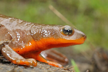 Poster - Closeup on a gravid female Rough skinned newt, Taricha granulosa