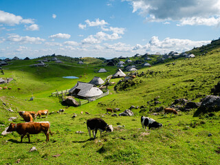 Poster - Cows grazing in the green field in Velika Planina, Slovenia. Town on the top of the Alps.