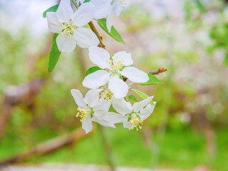 Wall Mural - Apple blossoms close-up on spring branch