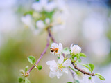 Fototapeta Kwiaty - Spring white apple blossom with bee