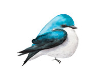 Watercolor Drawing Of Mountain Bluebird Blue Bird Isolated On White Background.