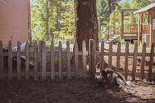 Dog Lying In The Sun In The Backyard By A Picket Fence