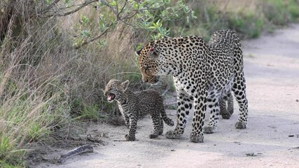 Wall Mural - Close full body shot of a female leopard walking with her two tiny cubs into the road, Greater Kruger.