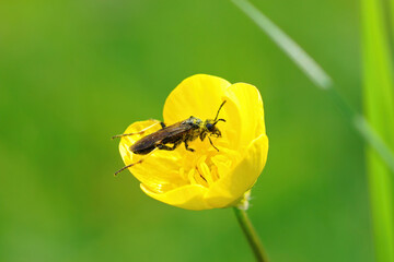 Poster - Closeup of a sawlfy, Elinora koehleri hiding and eating polle