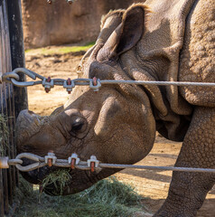 Sticker - Closeup shot of a rhino in the fenced area of the zoo under the sunlight