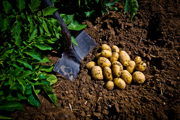 Wall Mural - Closeup shot of yellow freshly picked potatoes in a field in Idaho