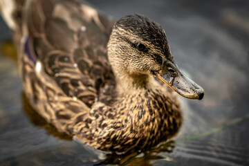 Poster - Closeup shot of a brown Mallard duck (Anas platyrhynchos) swimming in the lake water