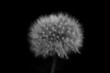 dandelion in black and white
