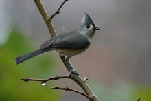 Closeup Of The Tufted Titmouse. Baeolophus Bicolor Is A Small Songbird From North America.