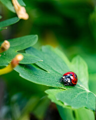 Canvas Print - Vertical closeup of the ladybug on the green leaf.