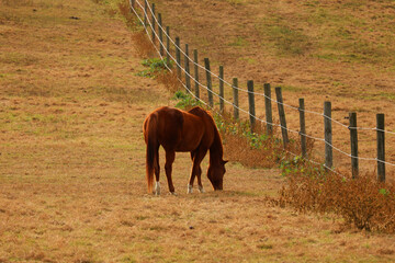 Canvas Print - Beautiful brown horse grazing in the field.