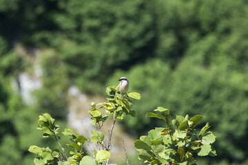 Sticker - Lanius collurio bird, (Red-backed Shrike), Uvac Nature reserve in Serbia