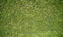 Grass Field Texture With Yellow Plants