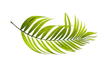 Green Leaves Of Palm Tree On White Background