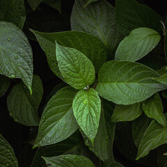 Canvas Print - Closeup shot of green leaves with droplets