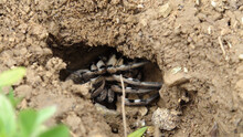 Closeup Shot Of A Spider Tarantula In The Hole In The Forest