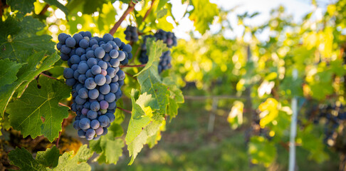 Grappe de raisin noir dans les vignes au soleil.