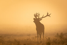 Silhouette Of A Deer With Horns During The Orange Sunset