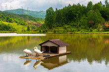 Landscape With Swans On The Calm Lake. Beautiful Reflection In The Water. Tranquil Nature Background In Summer. Elegant White Birds In Green Outdoors