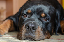 Portrait Of A Black Dog Lying On A Carpet. A Sad Male Rottweiler