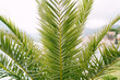 Sharp green palm leaves on the bush