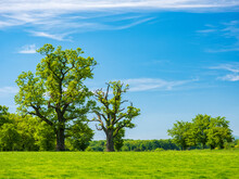 Mighty Oak Trees In Green Meadow Under Blue Sky In Spring	