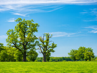 Wall Mural - Mighty Oak Trees in Green Meadow under Blue Sky in Spring	