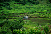 Stock Photo Of Slops Of Mountain With Green Cultivated Land And Framers Small Cottage Or Hut Located In The Middle Of Cultivated Land Or Farm Land. Picture Captured During Monsoon Season At Kolhapur