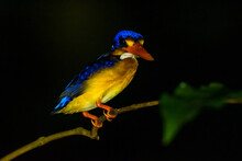A Closeup Shot Of An Oriental Dwarf Kingfisher Perched On A Branch